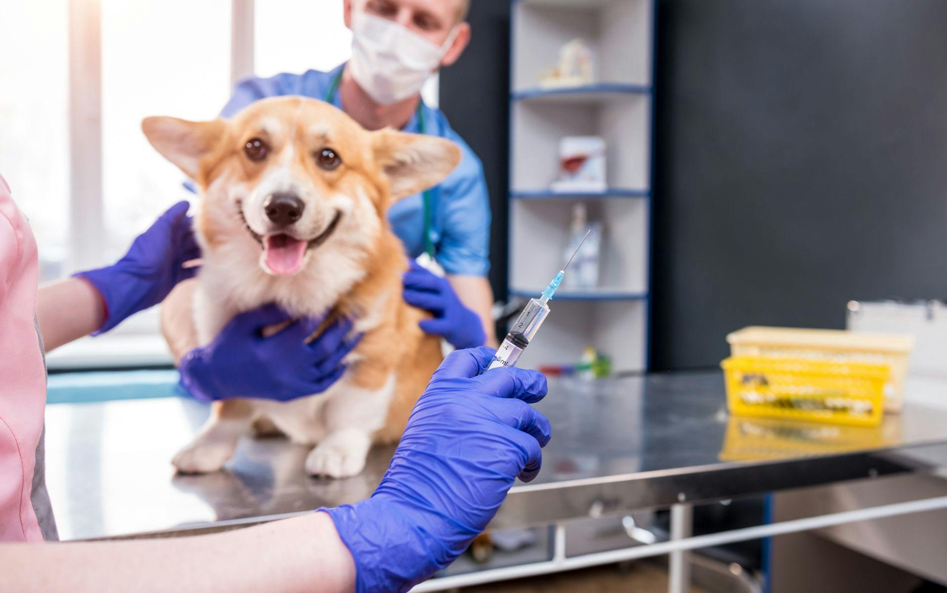 Canine vaccine