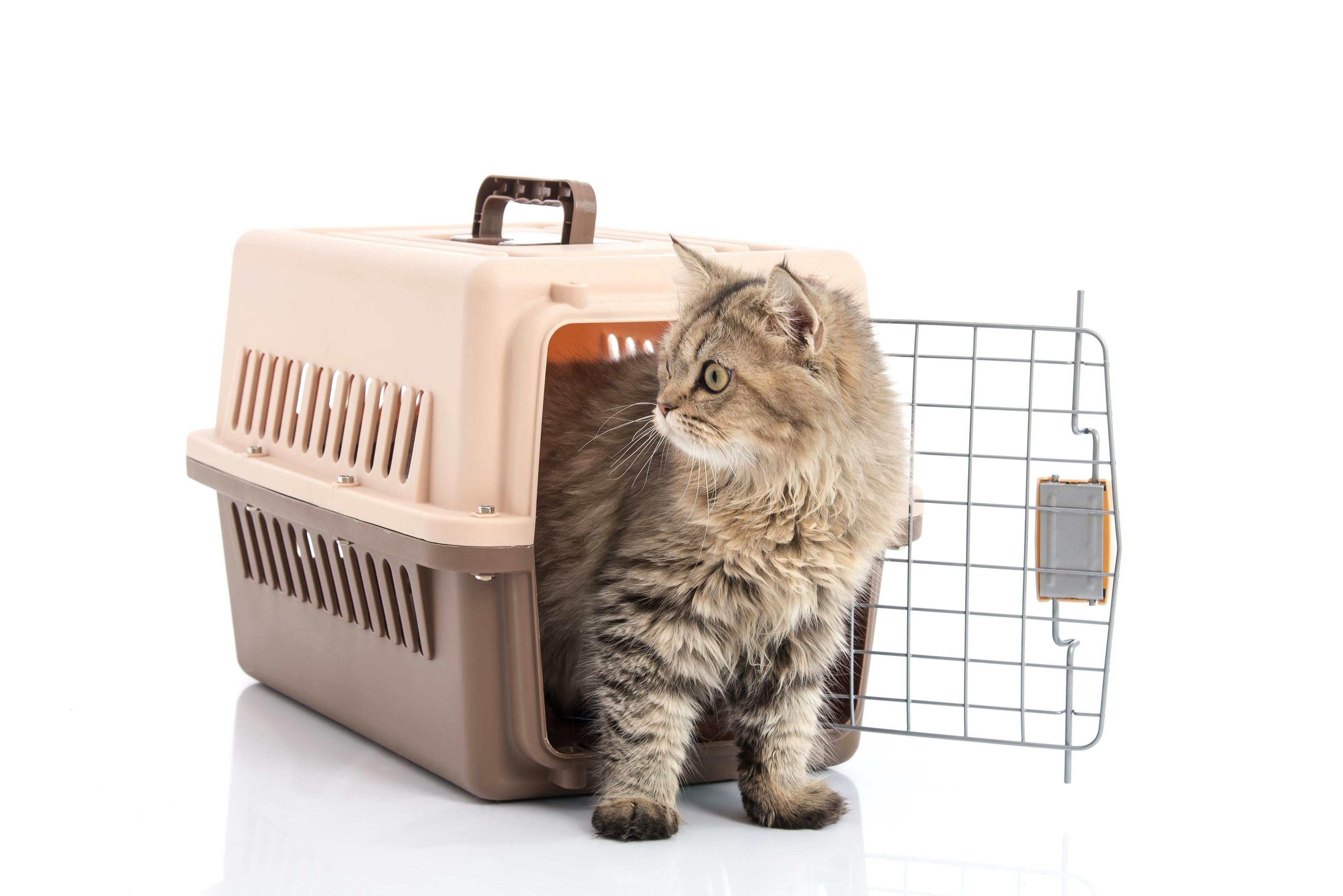 Cat carrier transportation