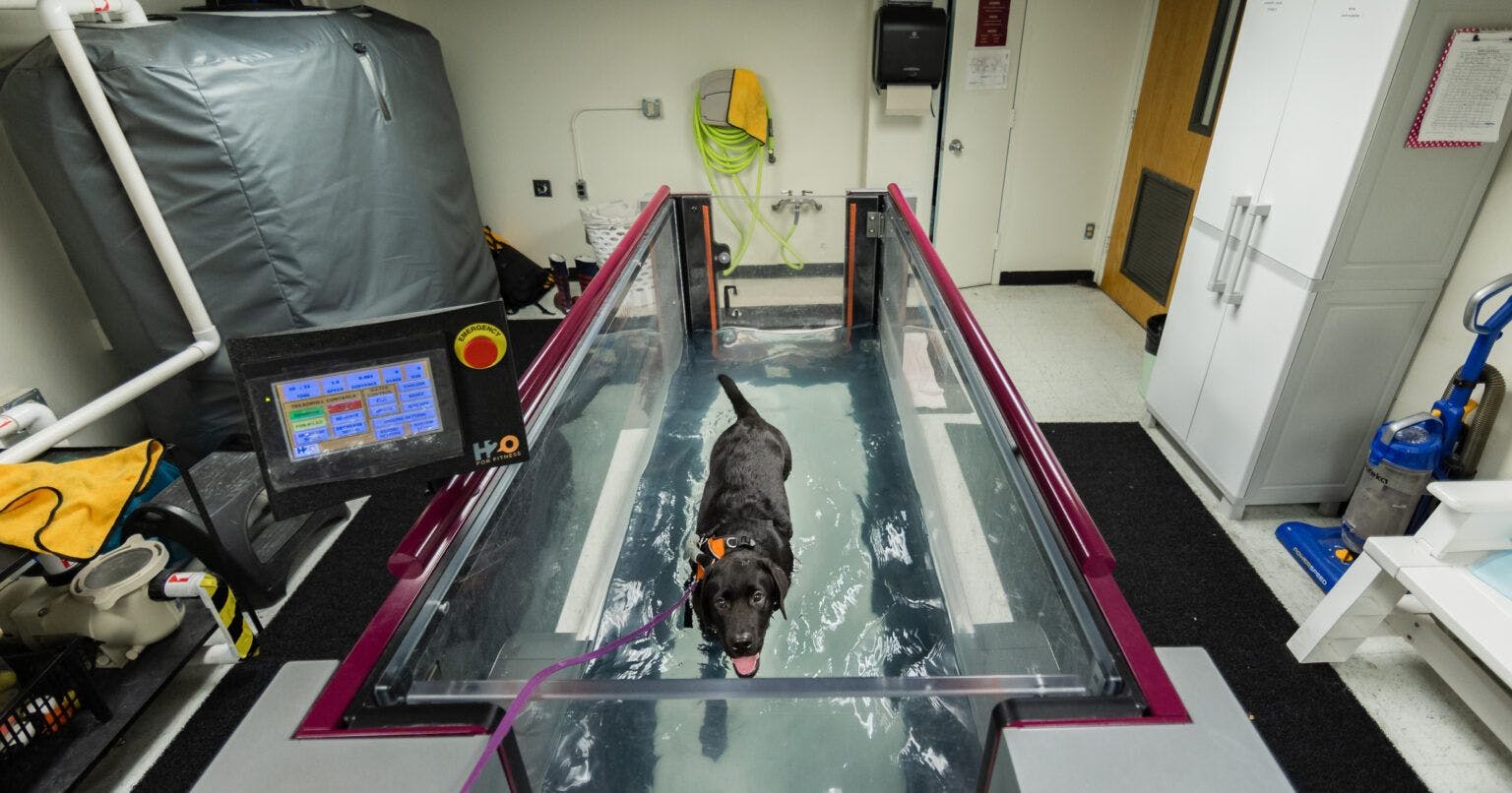 Parlay walking on a water treadmill at the Texas A&M University Small Animal Teaching Hospital while being treated for symptoms related to tetanus. (Image courtesy of Jason Nitsch ‘14/Texas A&M School of Veterinary Medicine & Biomedical Sciences)