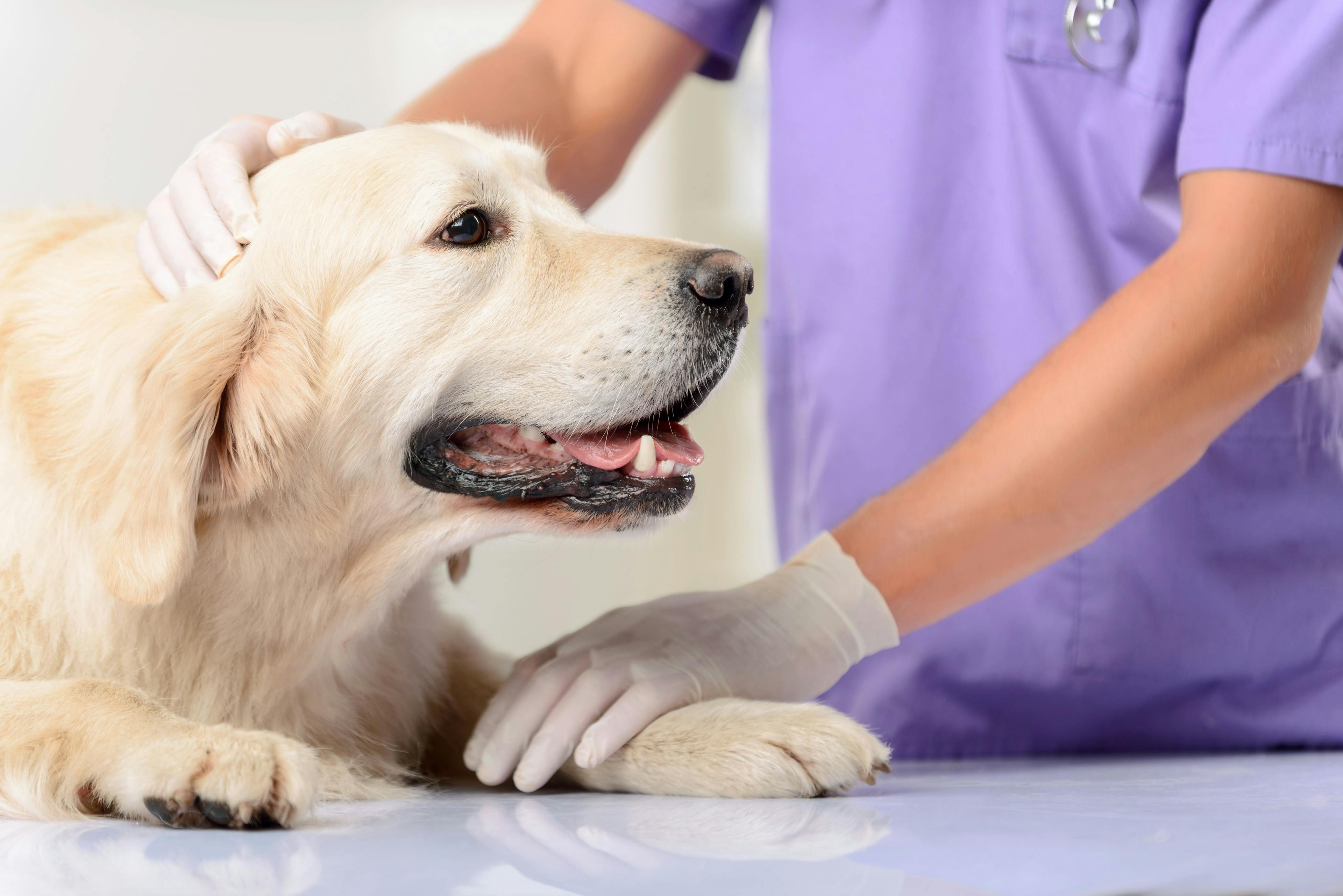Veritas Veterinary Partners unveils specialty and emergency veterinary hospitals