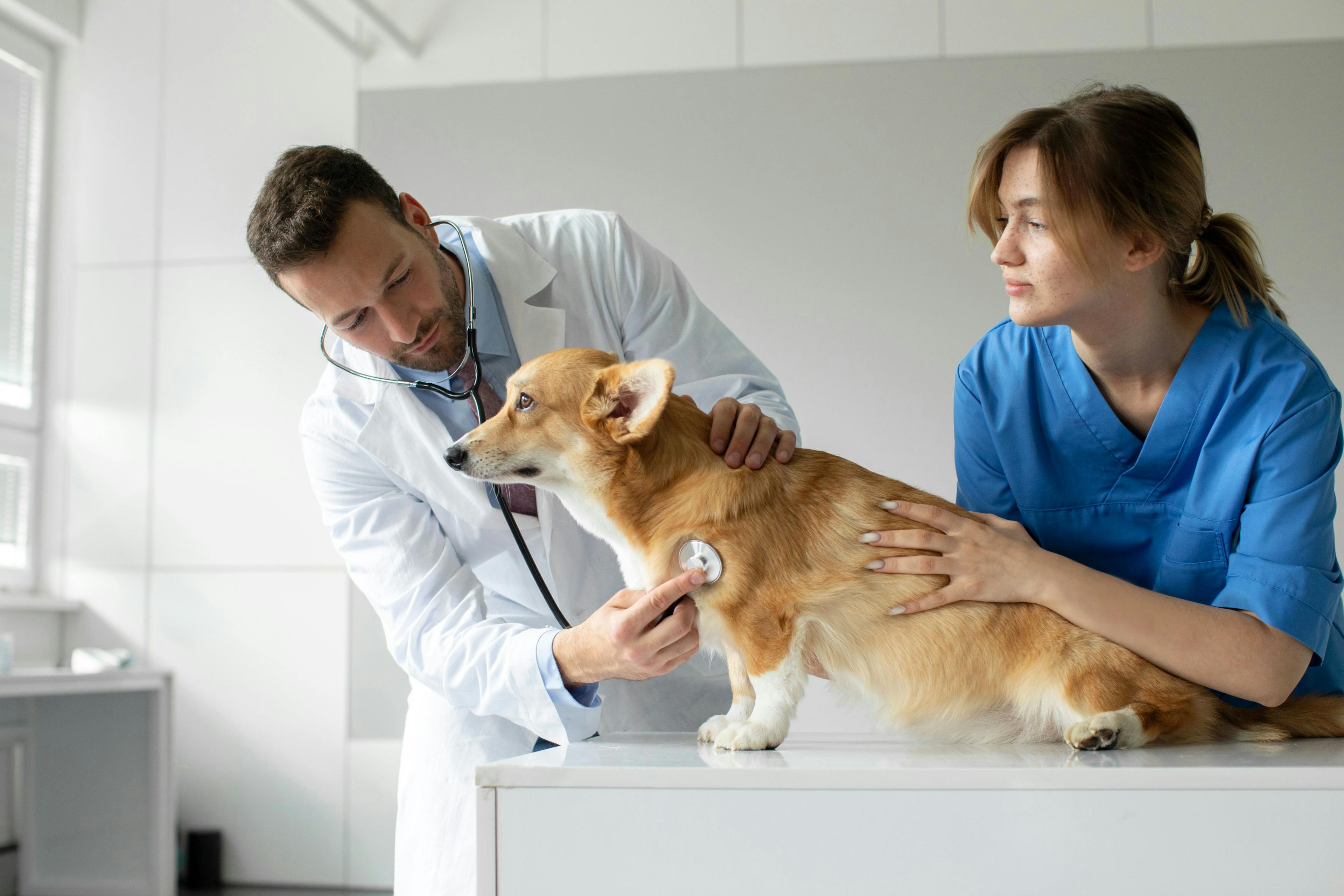 3 must-reads for World Veterinary Day 