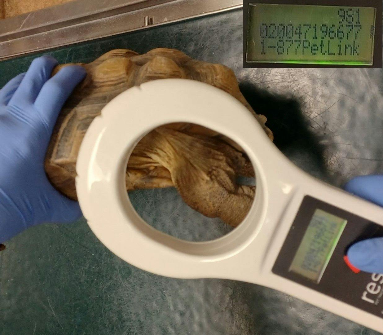 Image 1: A pet California desert tortoise (Gopherus agassizii) is scanned for a microchip in the left prefemoral fossa. Inset is an example of what the microchip reader shows when it scans a microchip. It includes a unique 15-digit number and, in this case, the microchip’s manufacturer registry where the pet owner can upload up-to-date contact information.