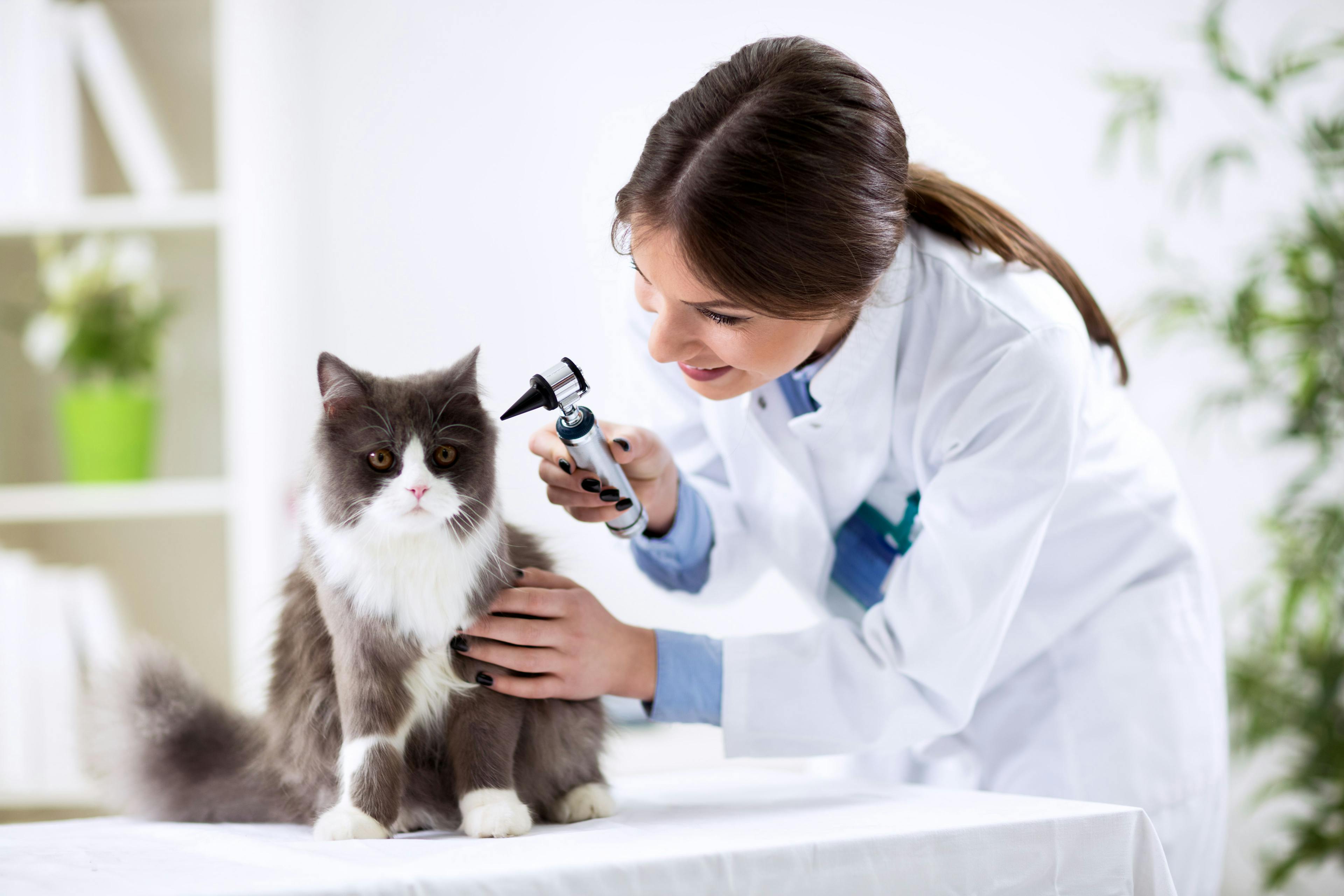BluePearl reports link increased veterinary visits to COVID-19 