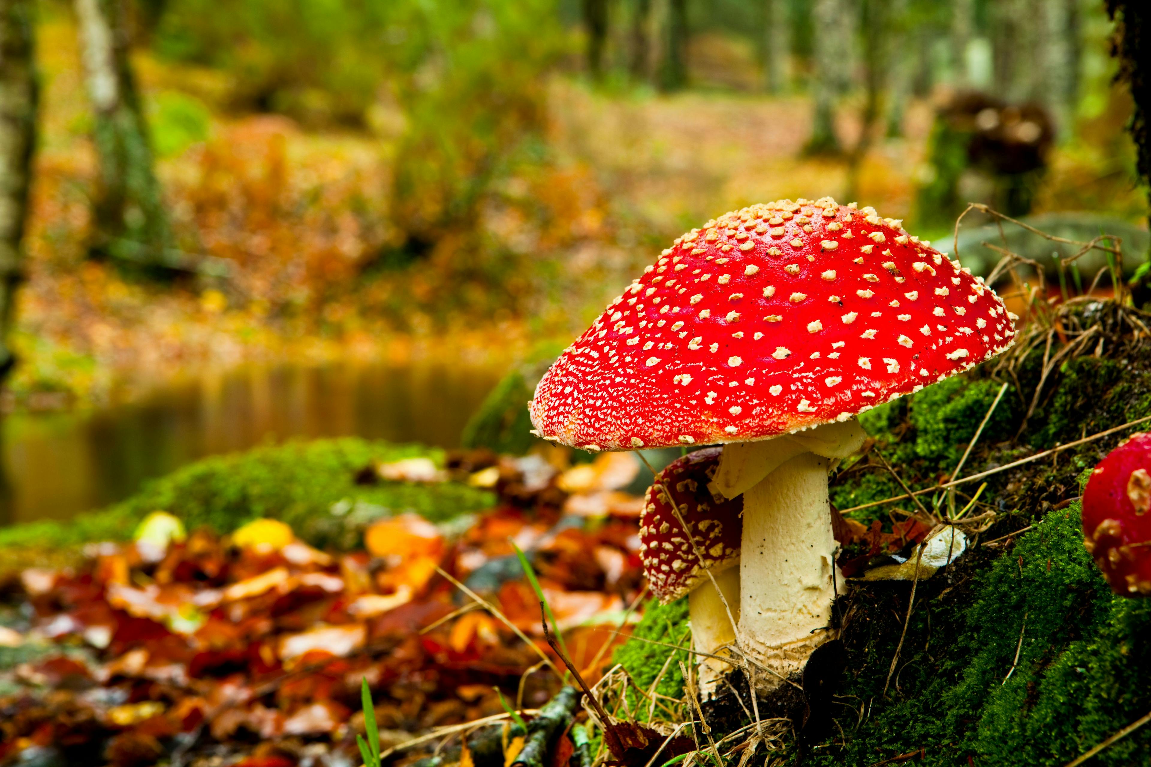 Amanita mushrooms. (ikostudio / stock.adobe.com)