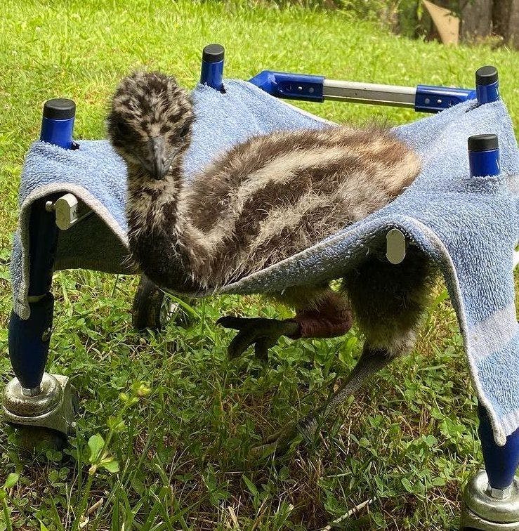 Lemu, the baby rescue emu, ready to hit the ground running in his new wheelchair (Photo courtesy of Wallkin' Pets).