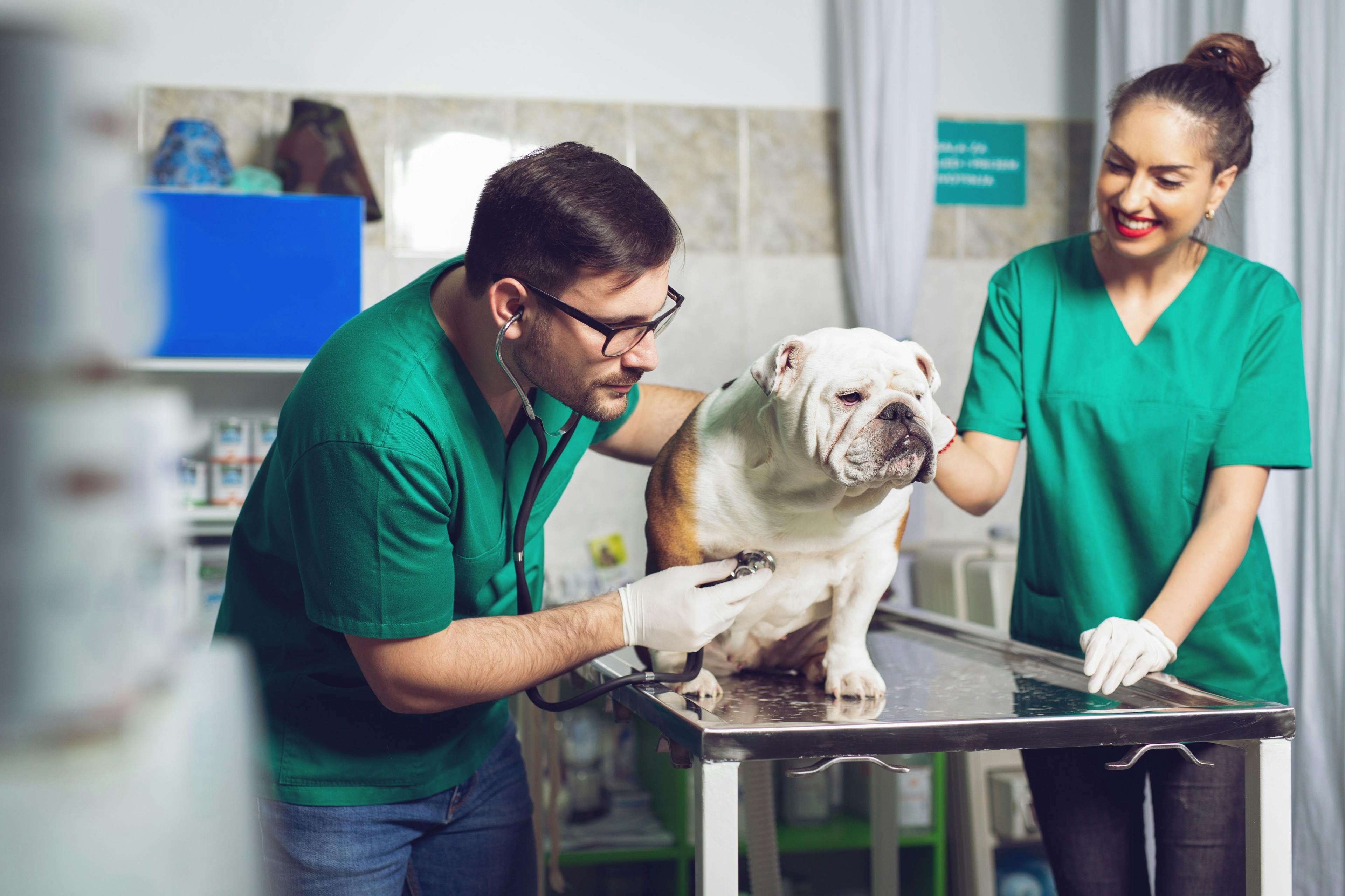 Record-breaking year for Schwarzman Animal Medical Center in 2021