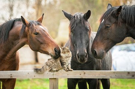 veterinary-three-horses-and-cat-shutterstock-243107764-body.jpg