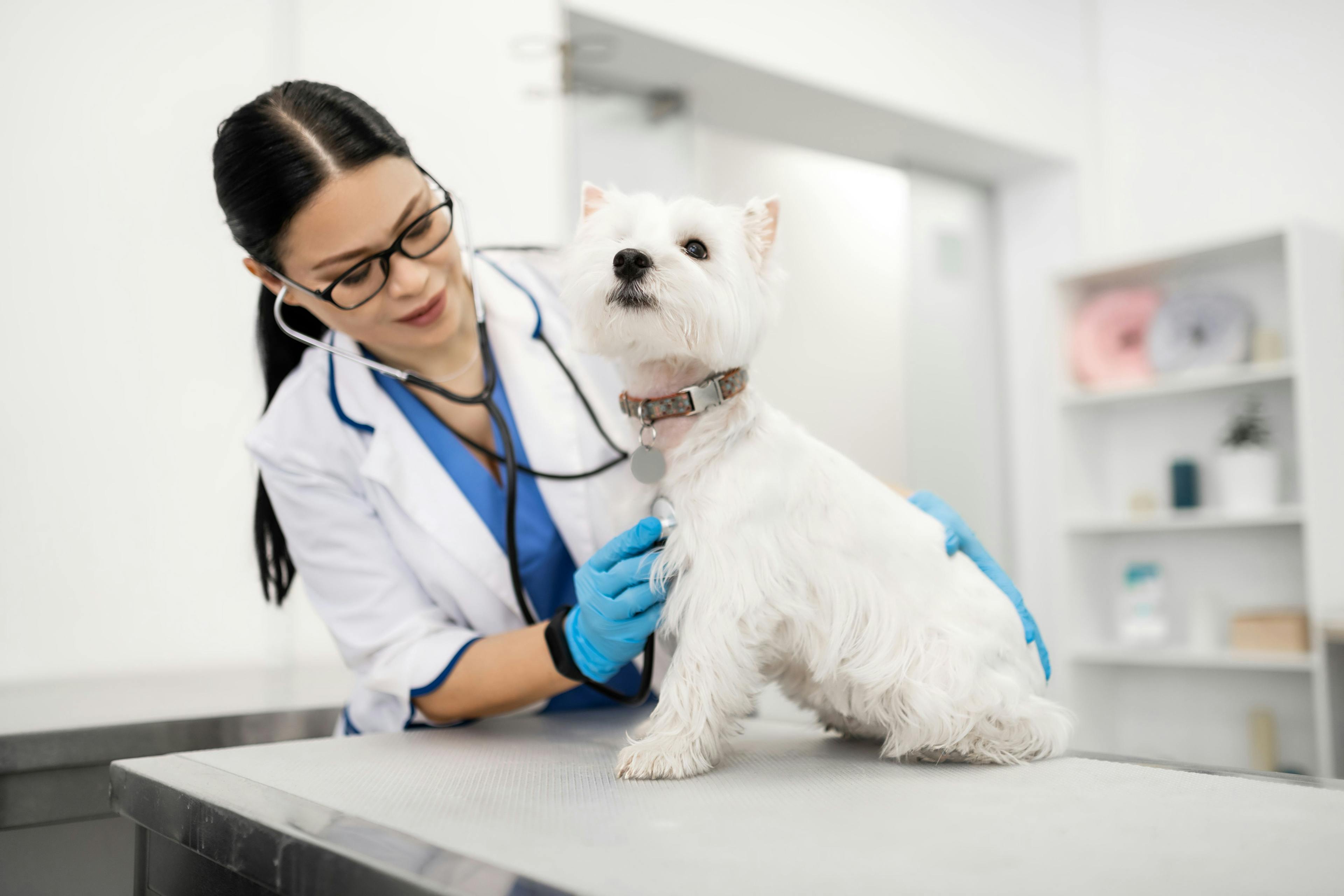 Compliance for canine mitral valve disease therapy just got easier