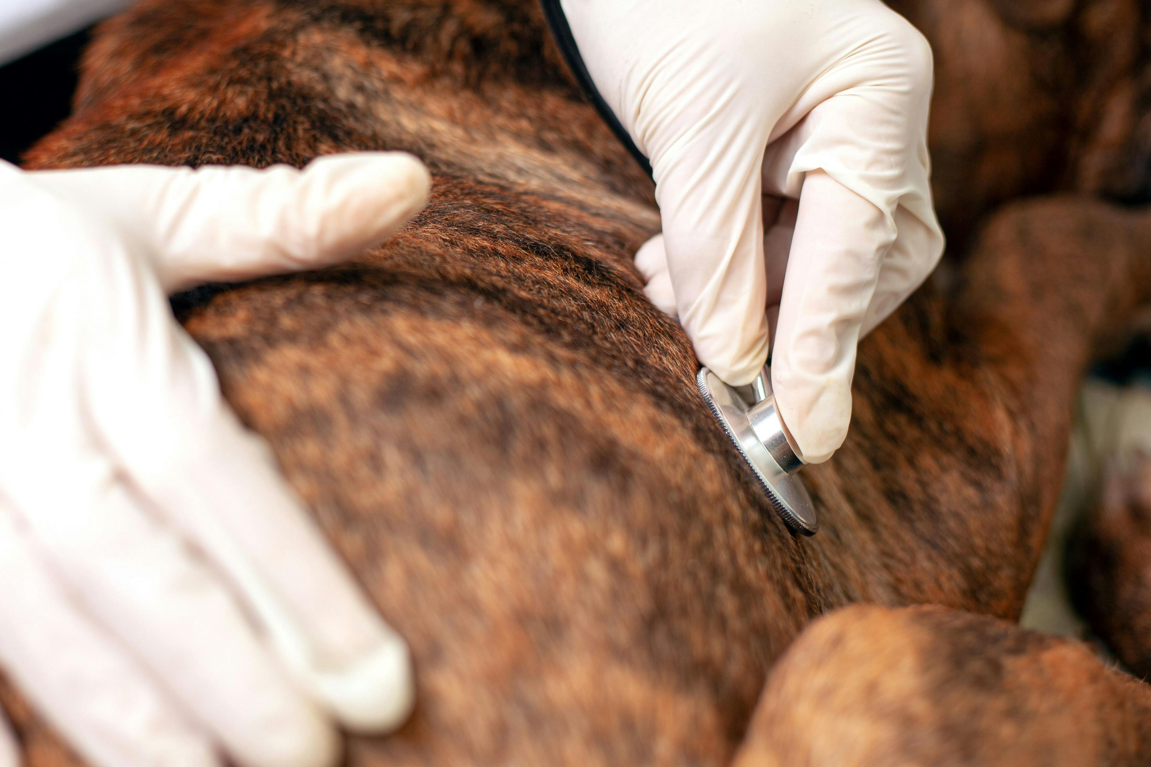 Photo: Fukume/Adobe Stock

A veterinarian listens to a dog's heartbeat.