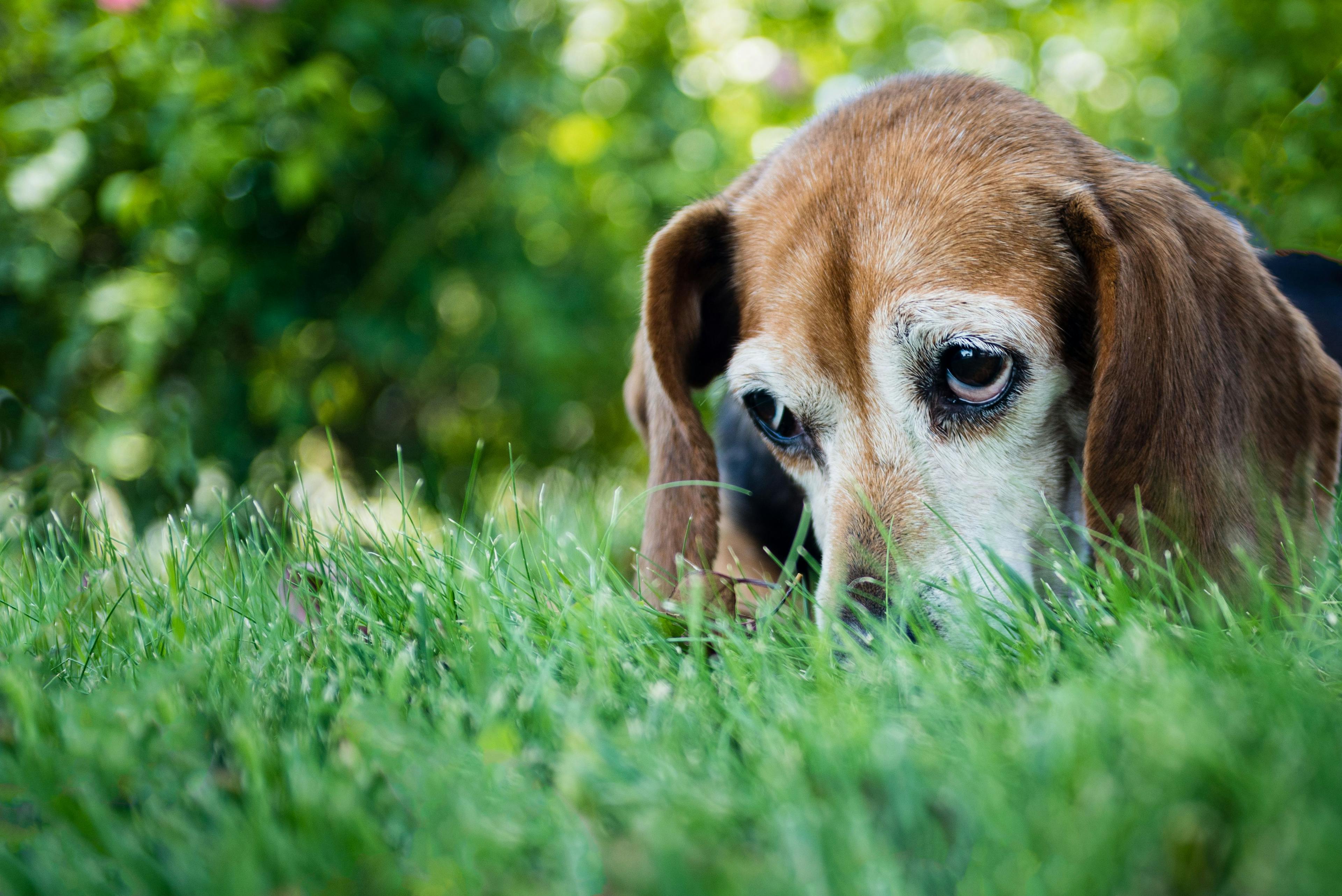 Study shows increased cardiovascular risks associated with canine heartworm infection 