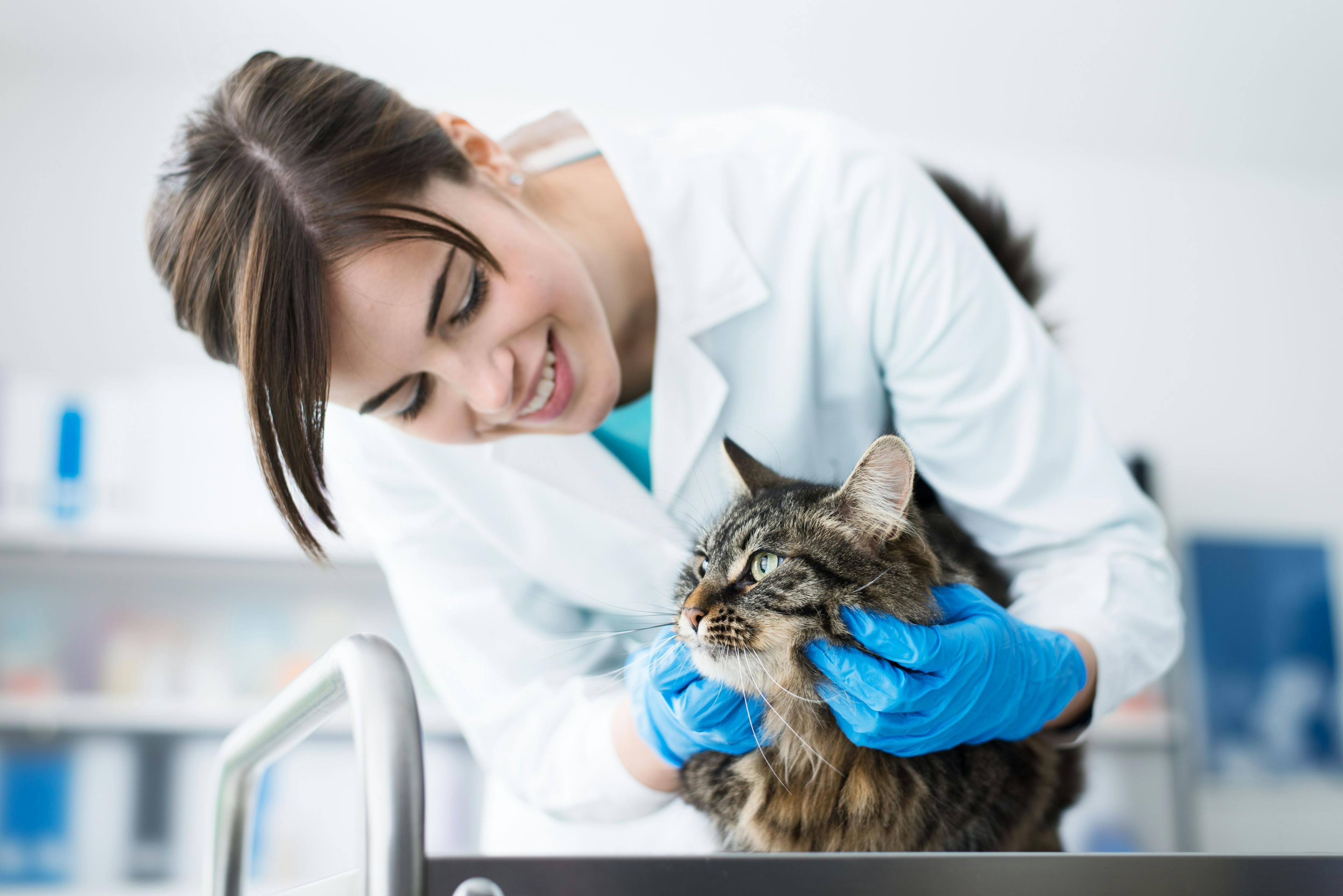 Is relief veterinary medicine for you?