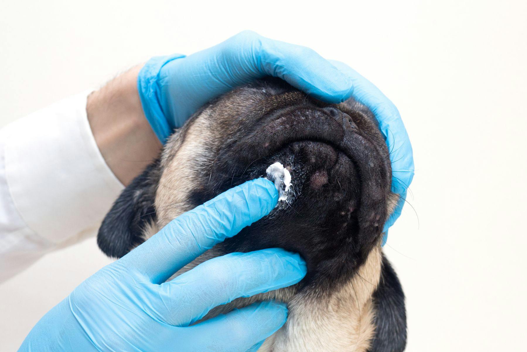 Applying a topical treatment to a dog's wound
