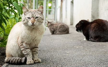 veterinary-cat-team-angry-AdobeStock_299578791-450.jpg