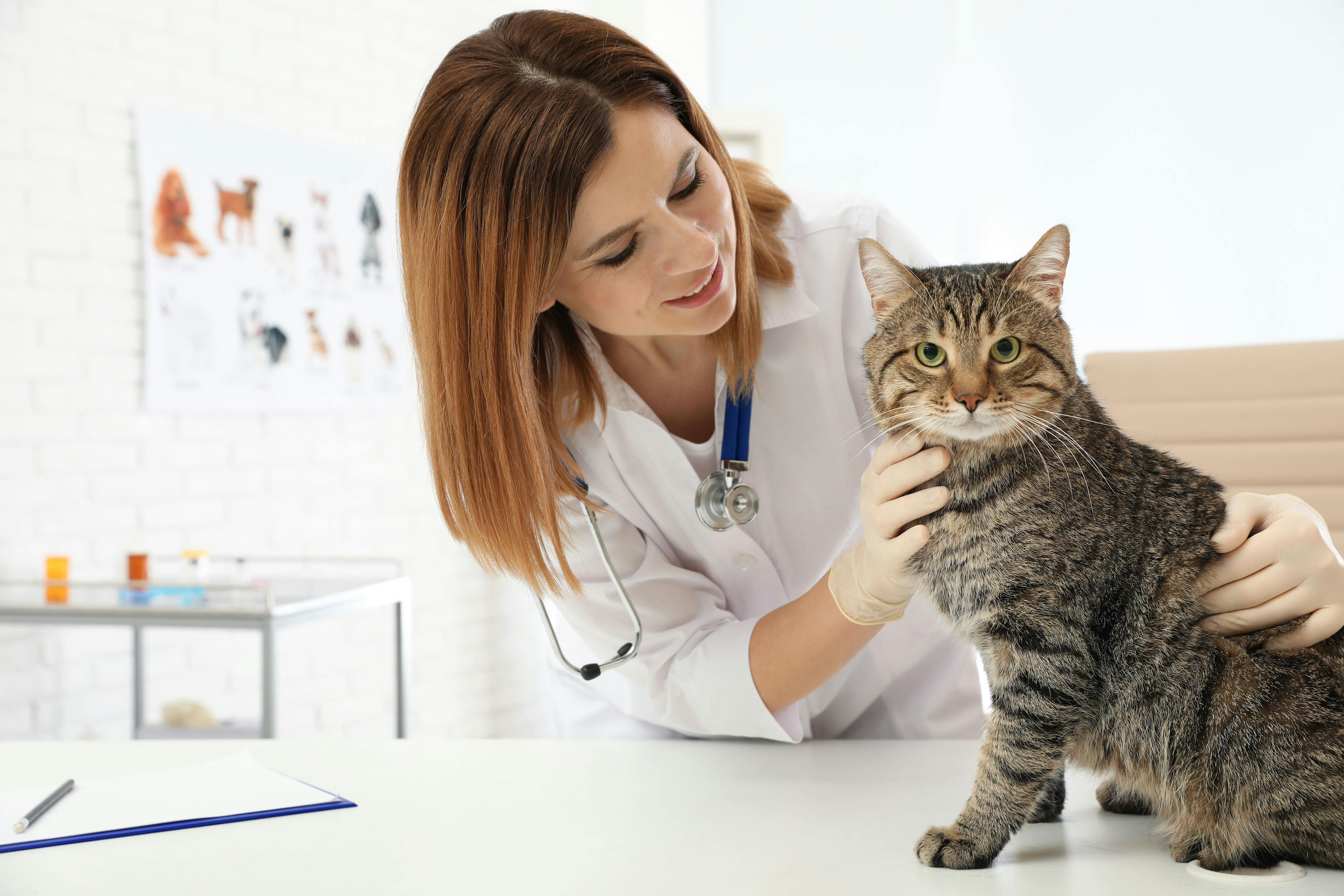 Tips for managing feline urolithiasis from a feline practitioner 