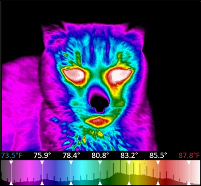 Feline thermal imaging