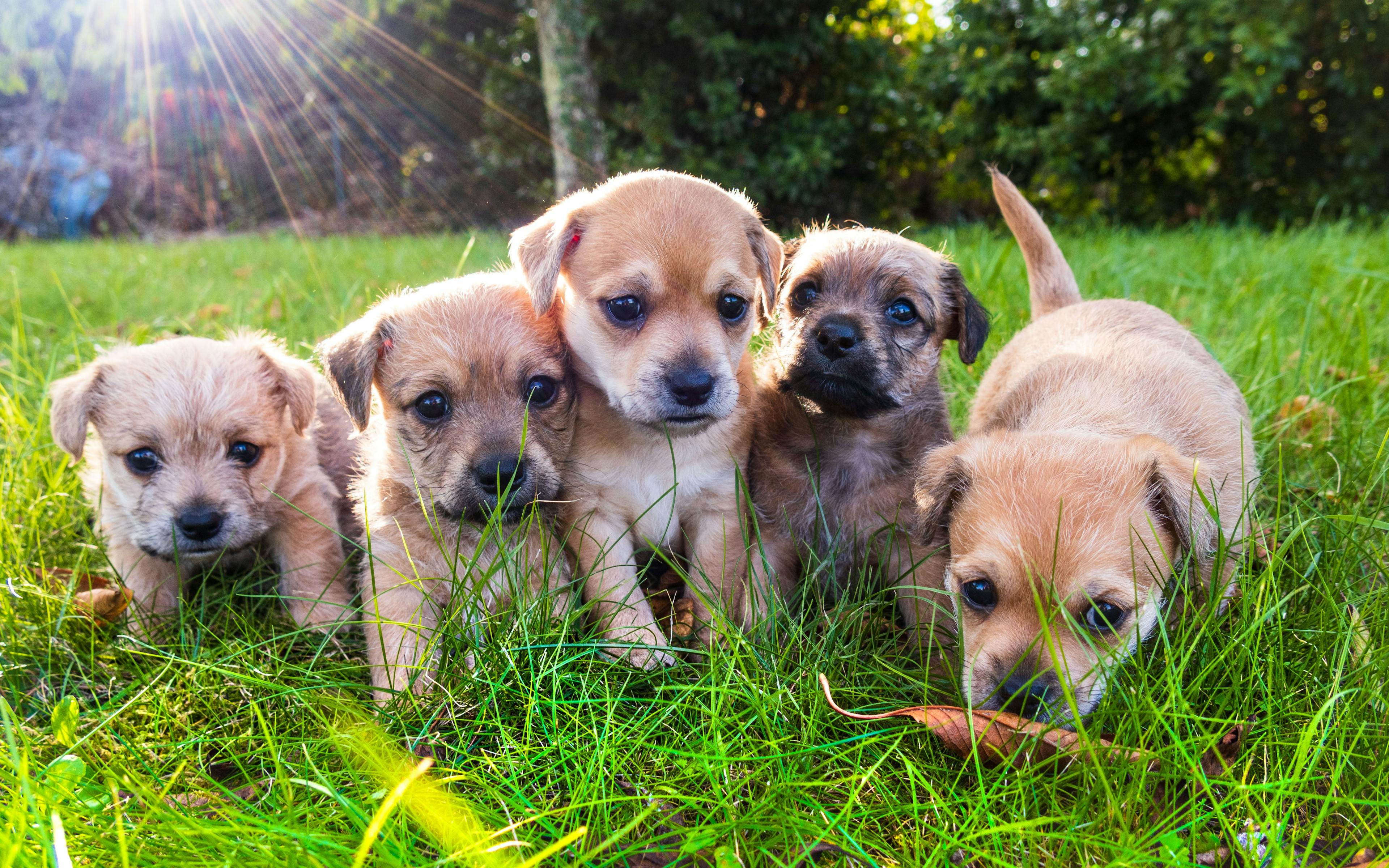 How to help clients reduce the stress of finding a puppy and end up with the dog of their dreams