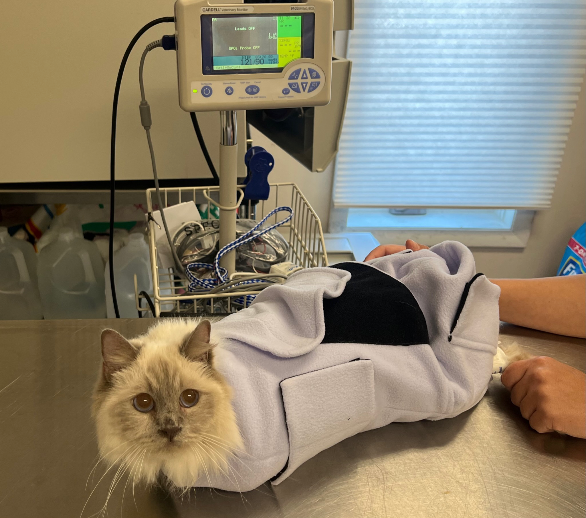 Figure 3: Accurate data for blood pressure: Less-stressed felines yield more accurate data points.