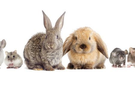 veterinary_rabbits_rodents_line_up_AdobeStock_129439294_450.jpg