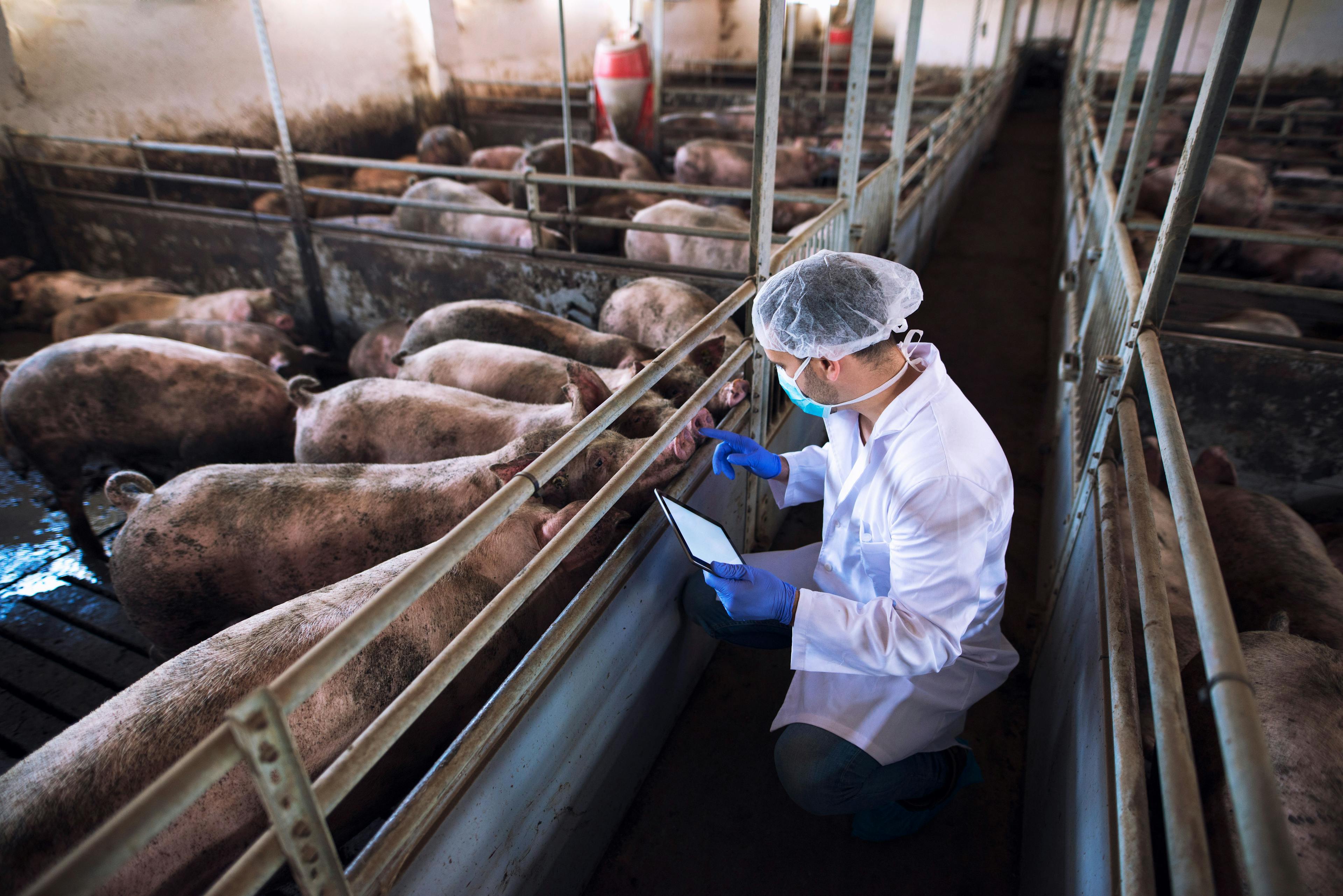 Ceva hires Iowa State University students for Swine Veterinary Internship Program