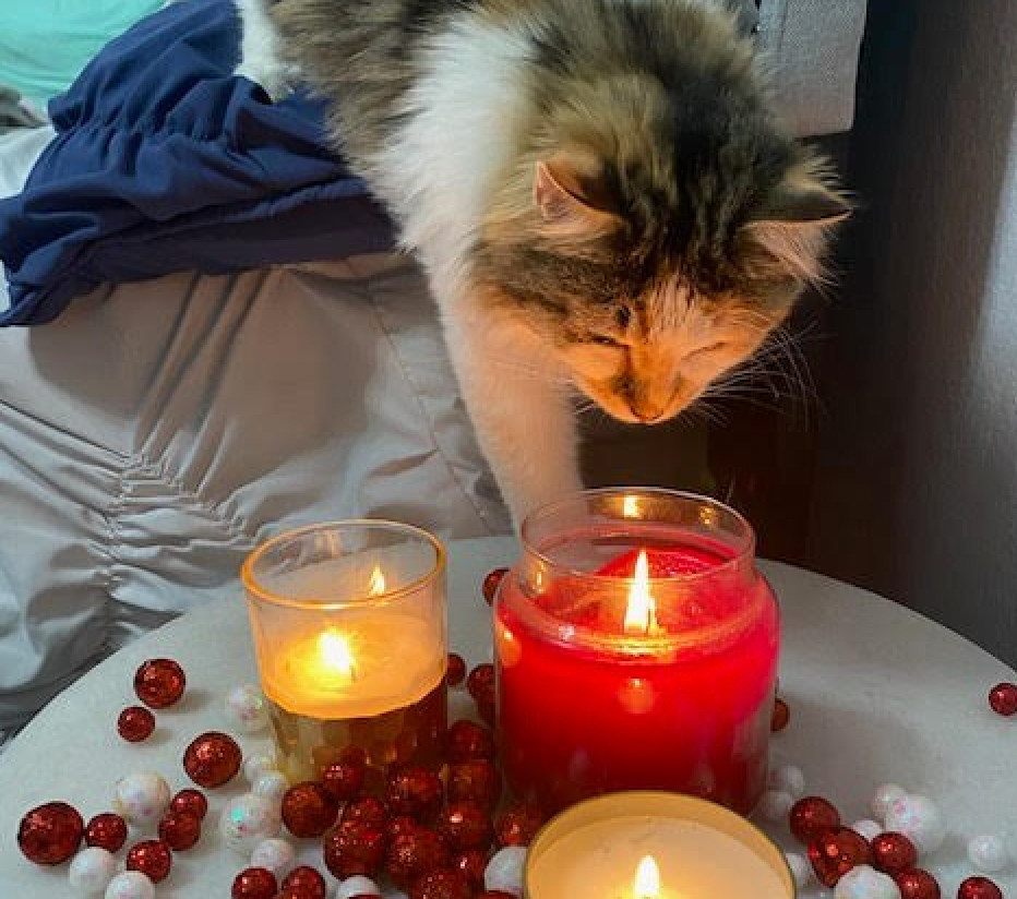Dorothea, a cat from Minnesota, is intrigued by a romantic item pet parents may have around the home this Valentine's Day (Photo courtesy of Pet Poison Helpline). 