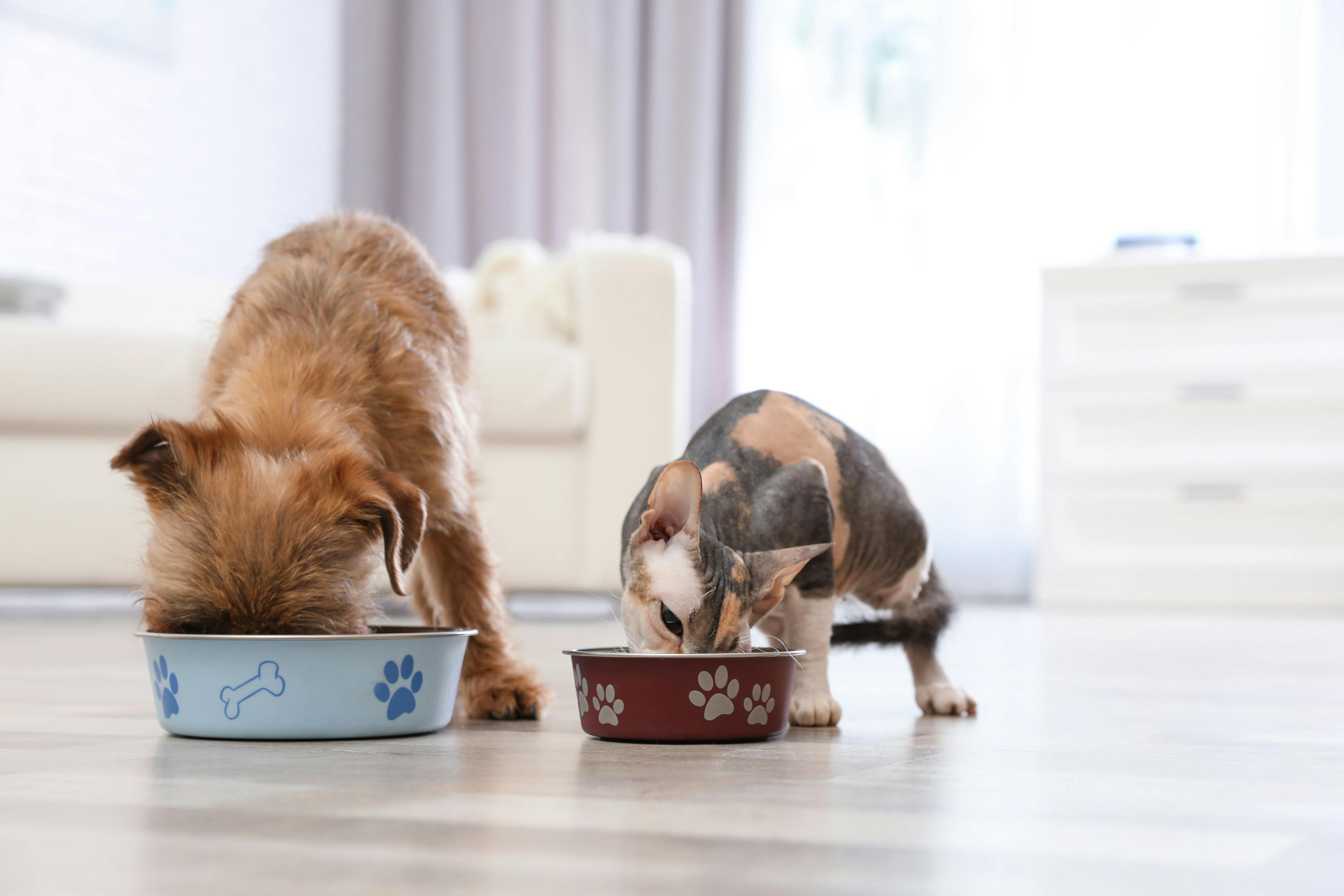 3 Must-reads on veterinary nutrition