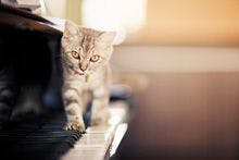 veterinary_cat-kitten-piano_220px_140203490.jpg