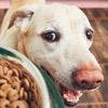 veterinary-happy-labrador-retriever-dog-food-AdobeStock_191012565-FLASH-100x100.jpg