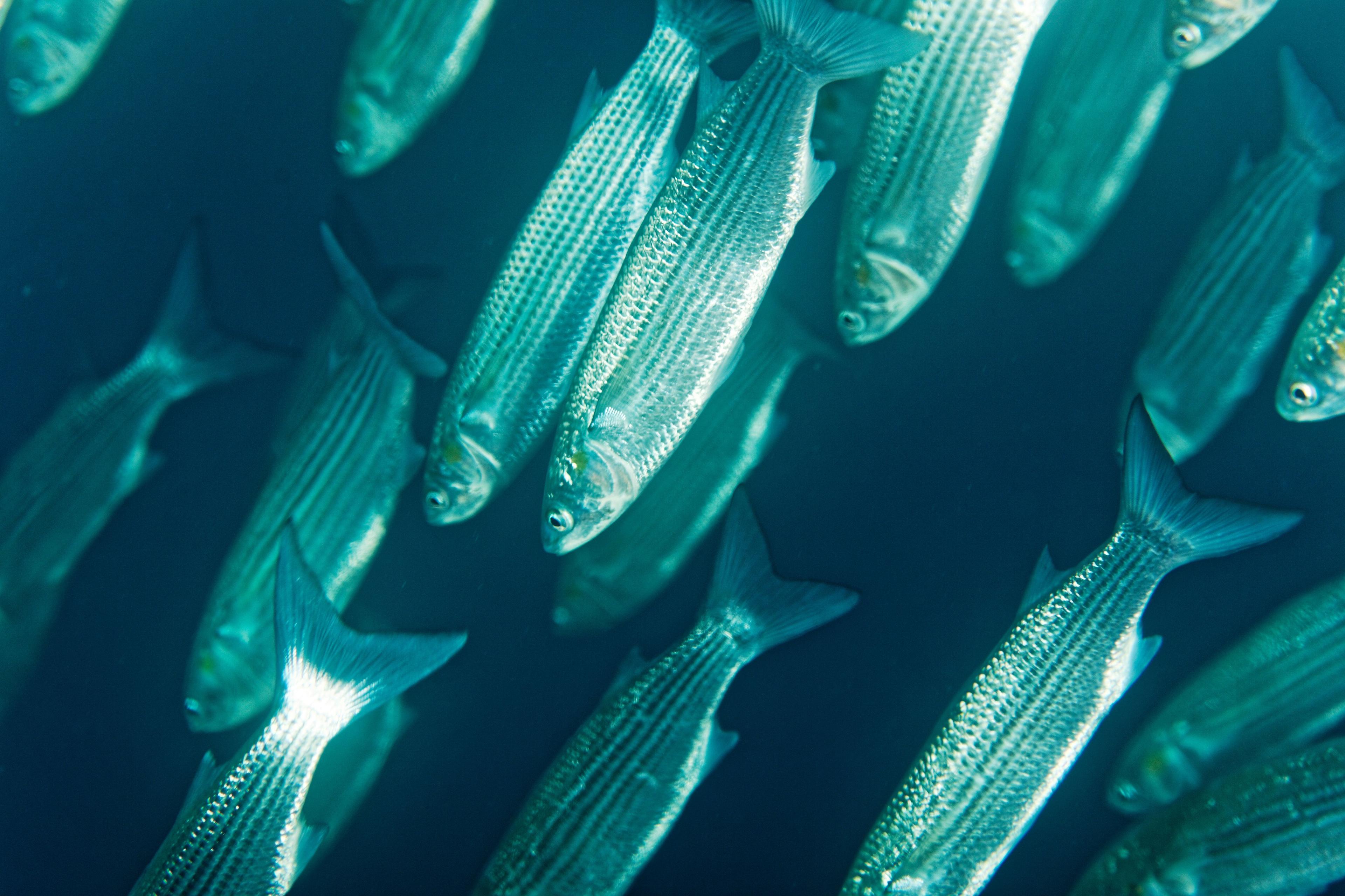 UC Davis mourns loss of thousands of fish