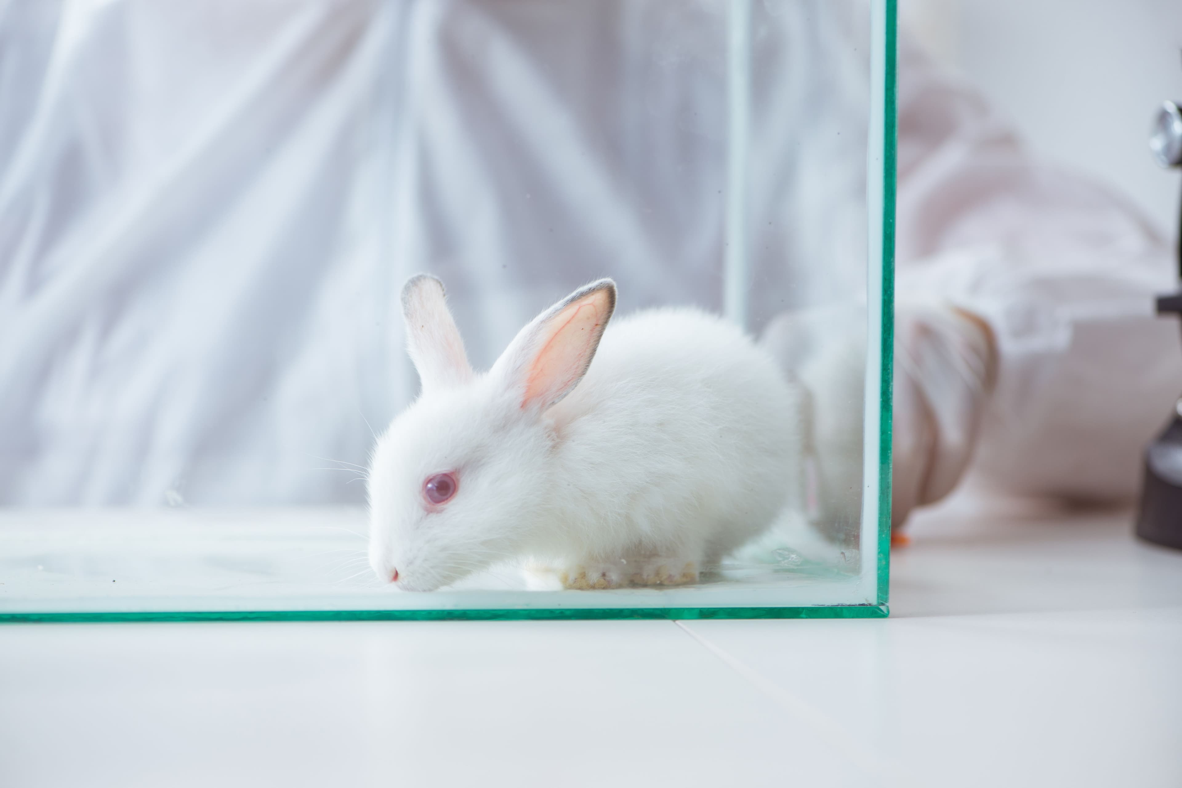 Buprenorphine extended-release injectable suspension now available for use in captive rodents and laboratory rabbits