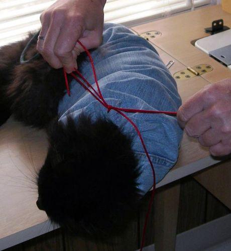 veterinary_kitty_bag_7-661554-1384322380688.jpg