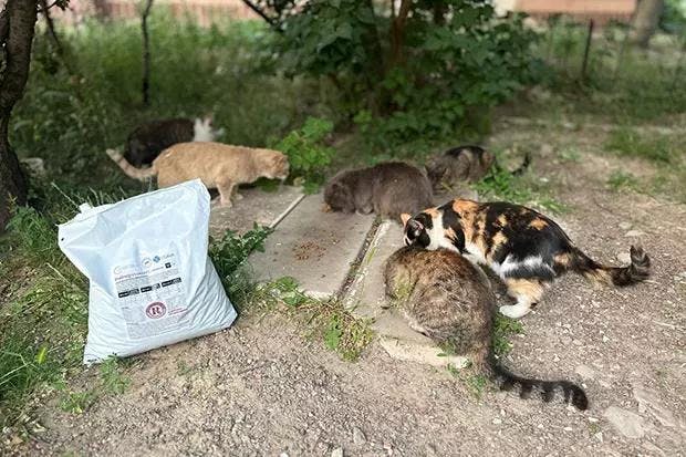 Stray cats in Ukraine. (Photo courtesy of the American Veterinary Medical Foundation and the American Veterinary Medical Association)