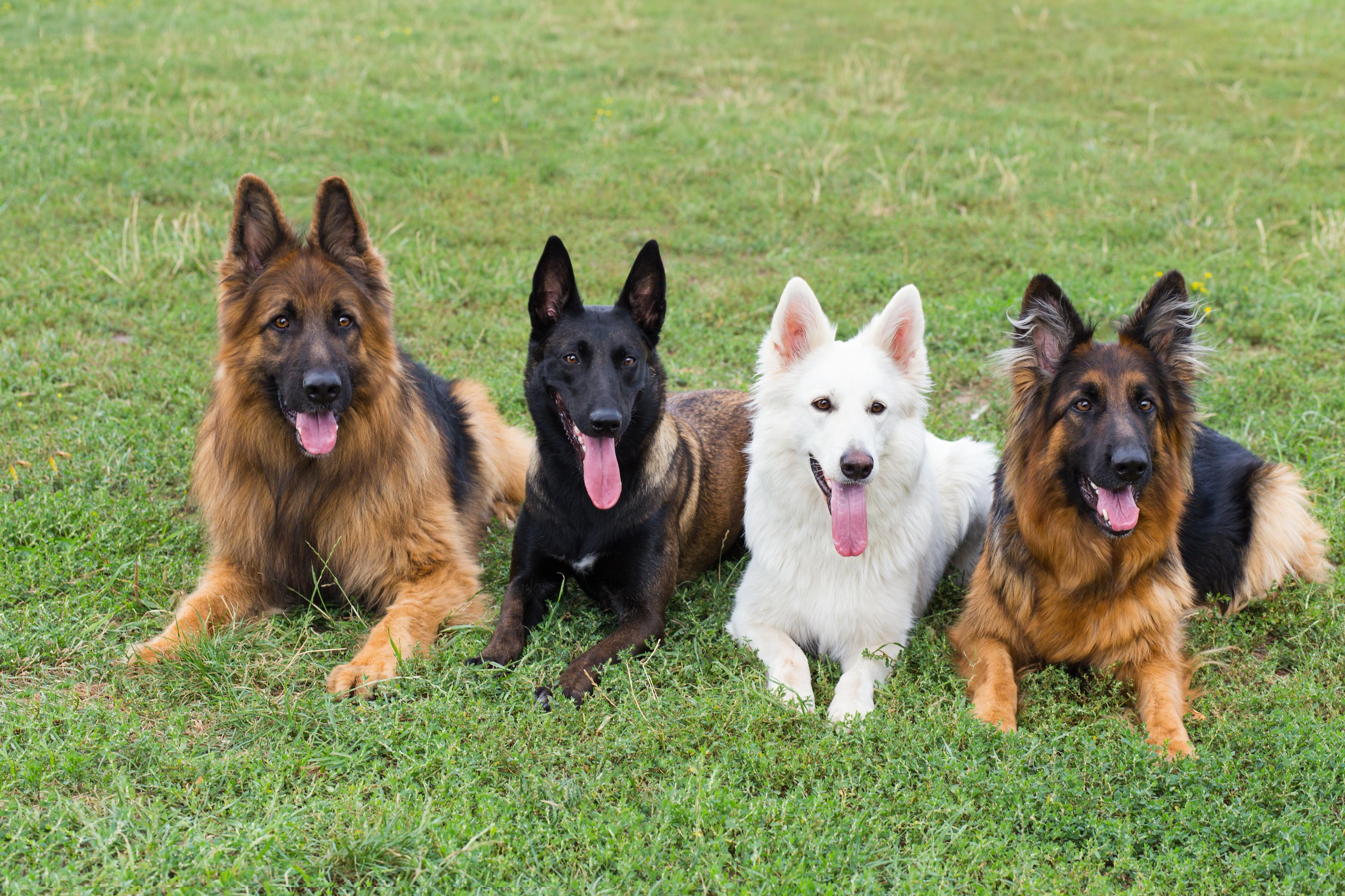 American Kennel Club announces most popular dog names of 2022 