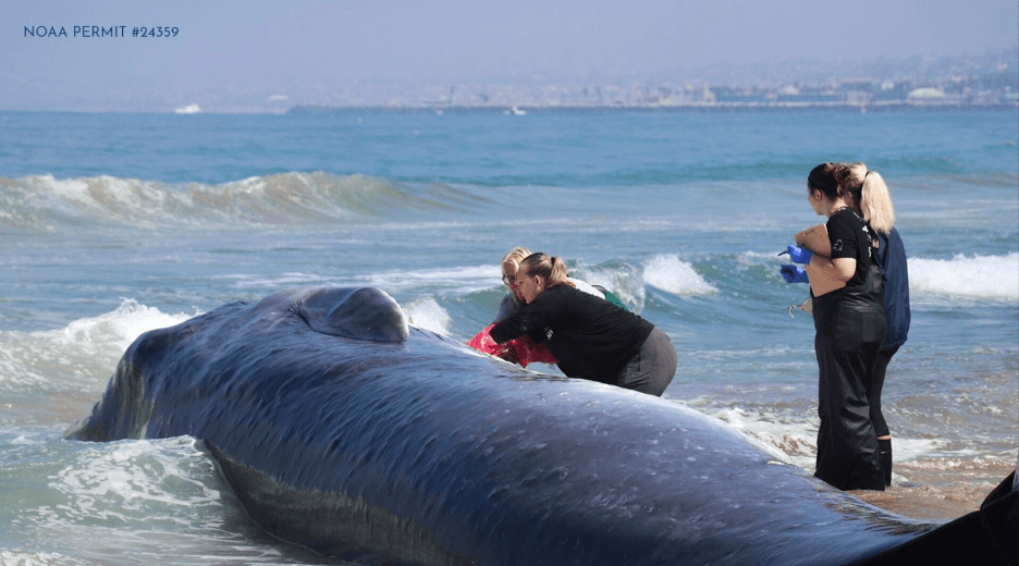 Researchers examining the beached fin whale 

Photos courtesy of Marine Mammal Care Center