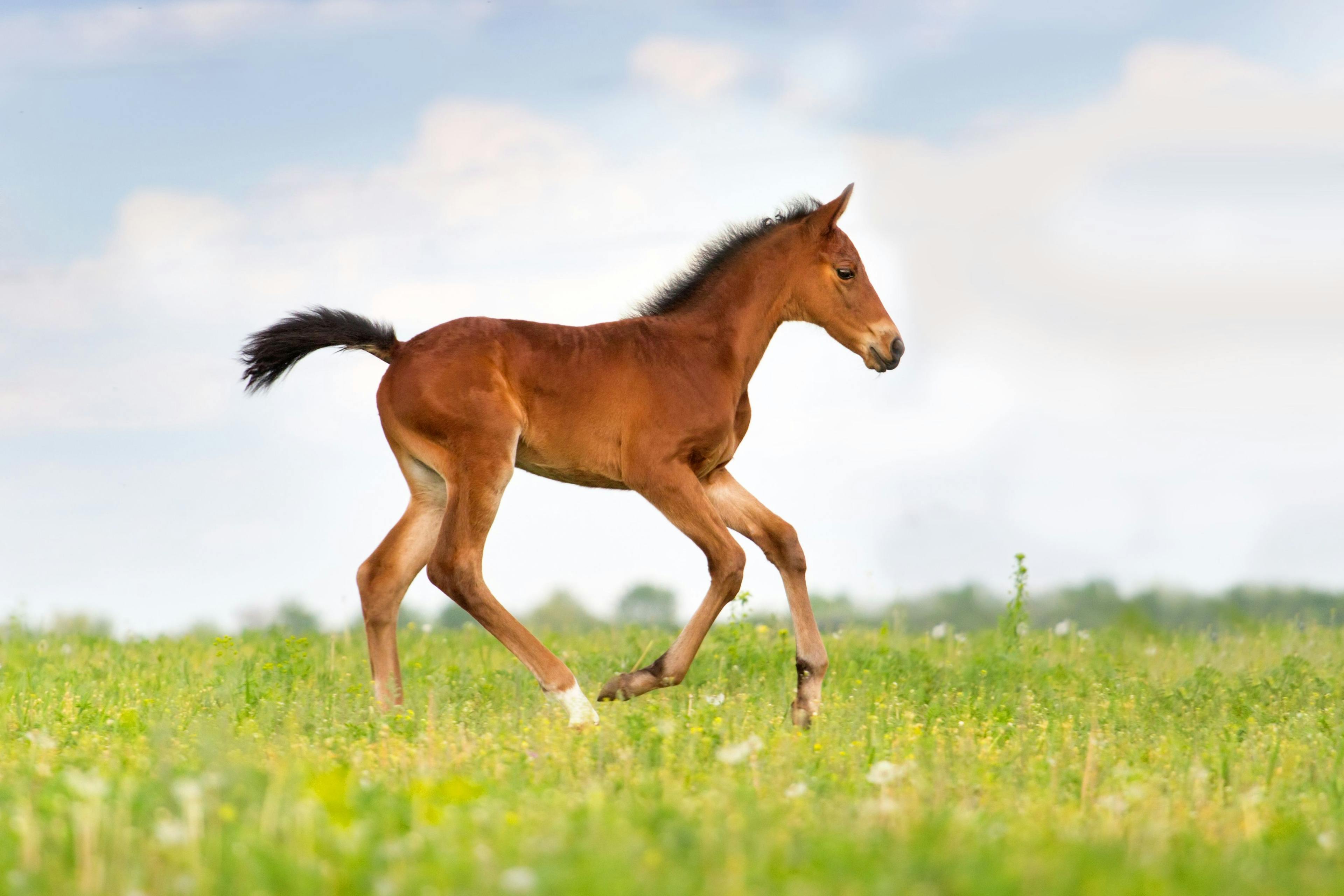 Can the gut microbiota of foals impact their health later in life?