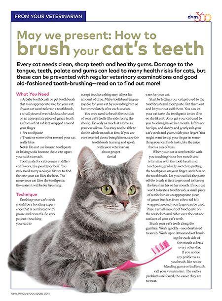 dvm360handout-brush-cat-teeth-450.jpg