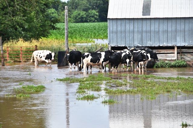 AVMA publishes disaster preparedness guide for small farms