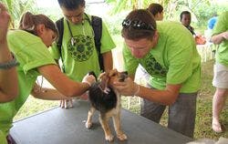 DVM_veterinarynews_Grenada_flash.s-553552-1384668913758.jpg