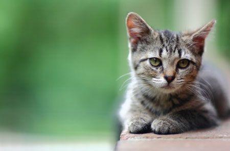 147457453-kitten-gettyimages-844090-1404210226184.jpg