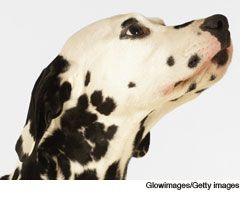 veterinary_dalmatian_wd-566880-1384614941131.jpg