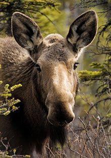 veterinary-moose-swamp-111057859_220.jpg