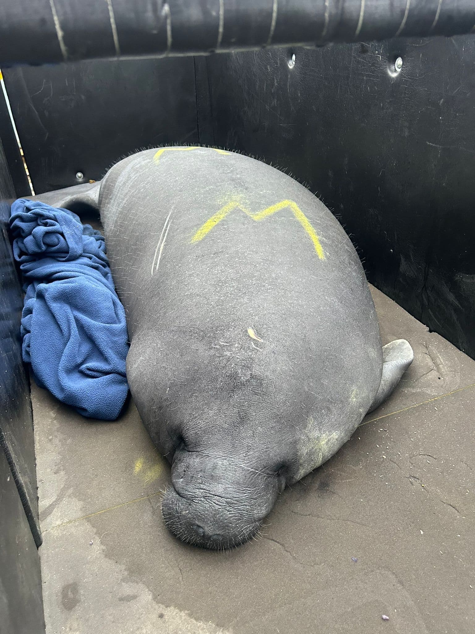 Waffles, one of the orphaned manatees, being transferred (Image courtesy of SeaWorld Orlando) 