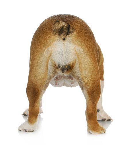 veterinary-dog-butt-anal-gland-AdobeStock_47401082-450.jpg