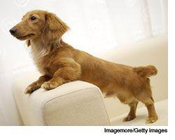 veterinary_dachshund_wd-614614-1384501306856.jpg