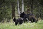 Black Bear Population Patterns in New York