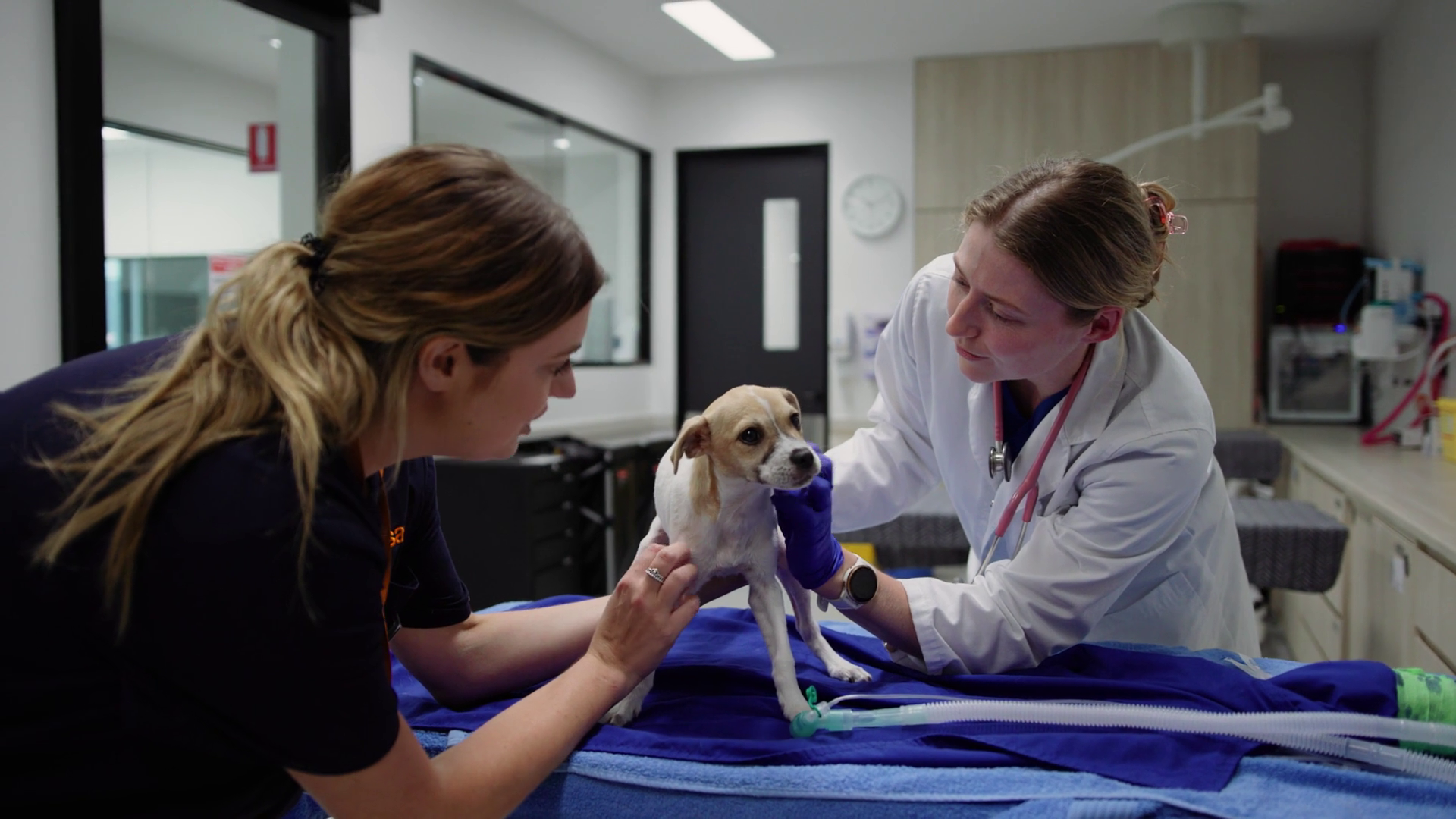 A dog being treated at the Small Animal Specialist Hospital (Image courtesy of Small Animal Specialist Hospital) 