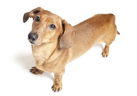 dachshund.jpg