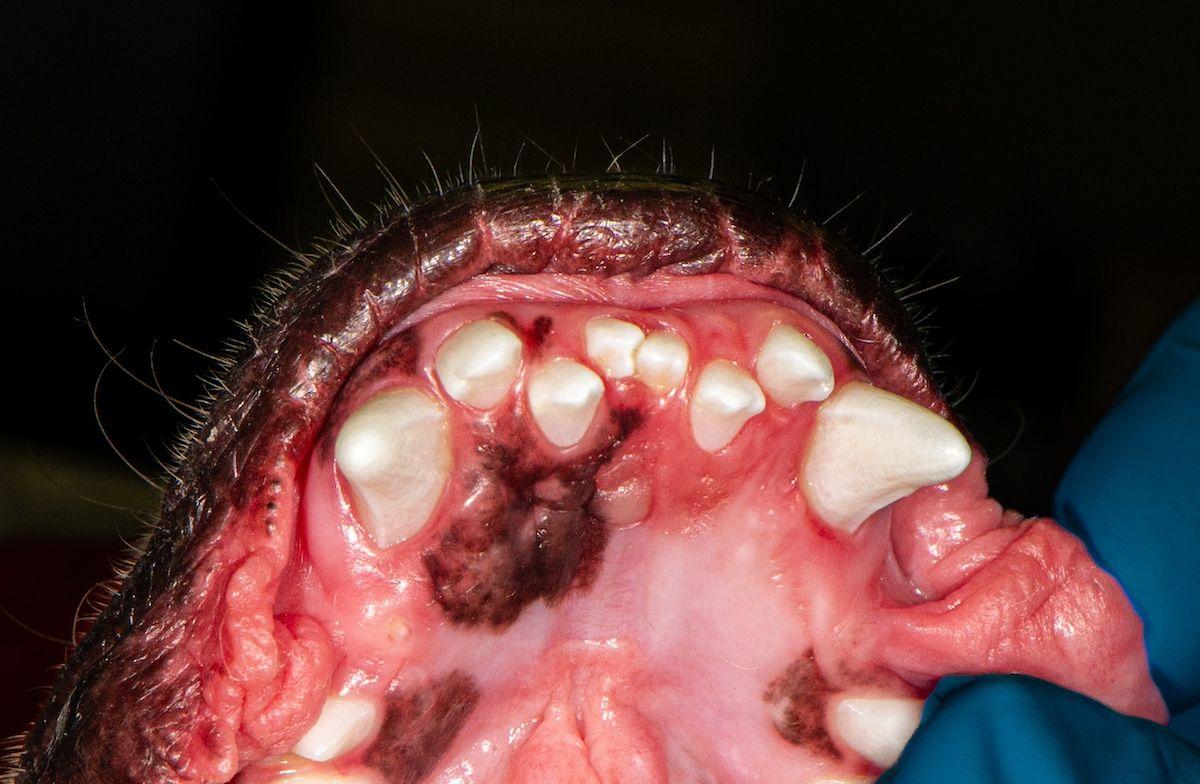 Figure 2b: Crowded incisors in an English bulldog.