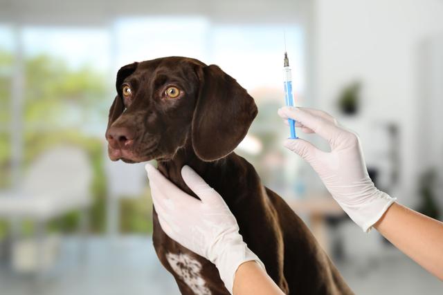 Biotechnology company launches cancer vaccine trial for dogs