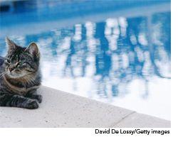 veterinary_cat_pool_wd-671723-1384318676002.jpg