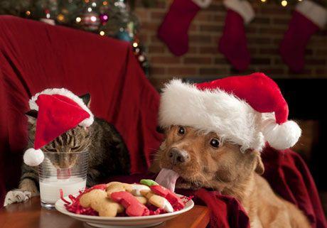 veterinary_dog_cat_christmas_460.jpg